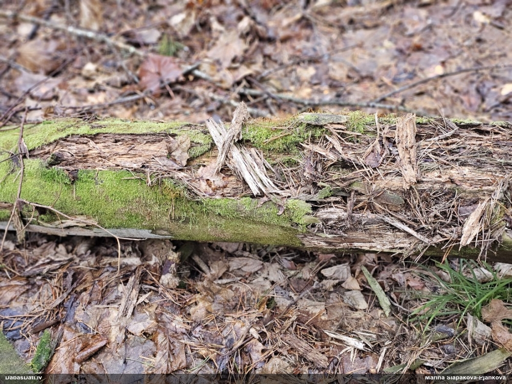 Kribrārija (nenoteikta)