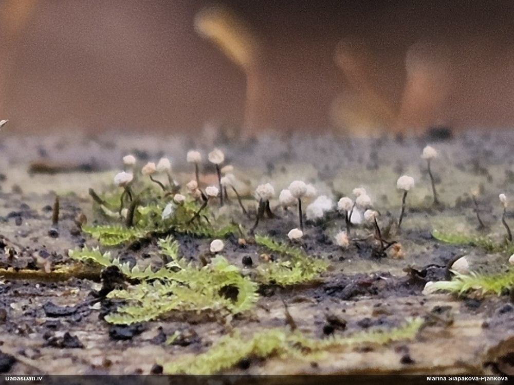 Kribrārija (nenoteikta)