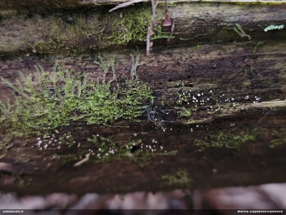 Kribrārija (nenoteikta)