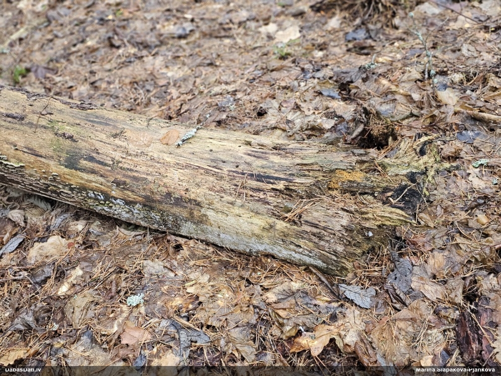 Trihija, hemitrihija (nenoteikta)