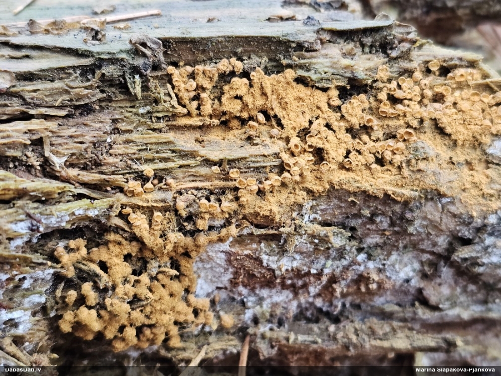 Trihija, hemitrihija (nenoteikta)