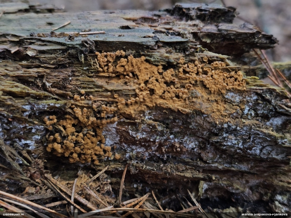 Trihija, hemitrihija (nenoteikta)