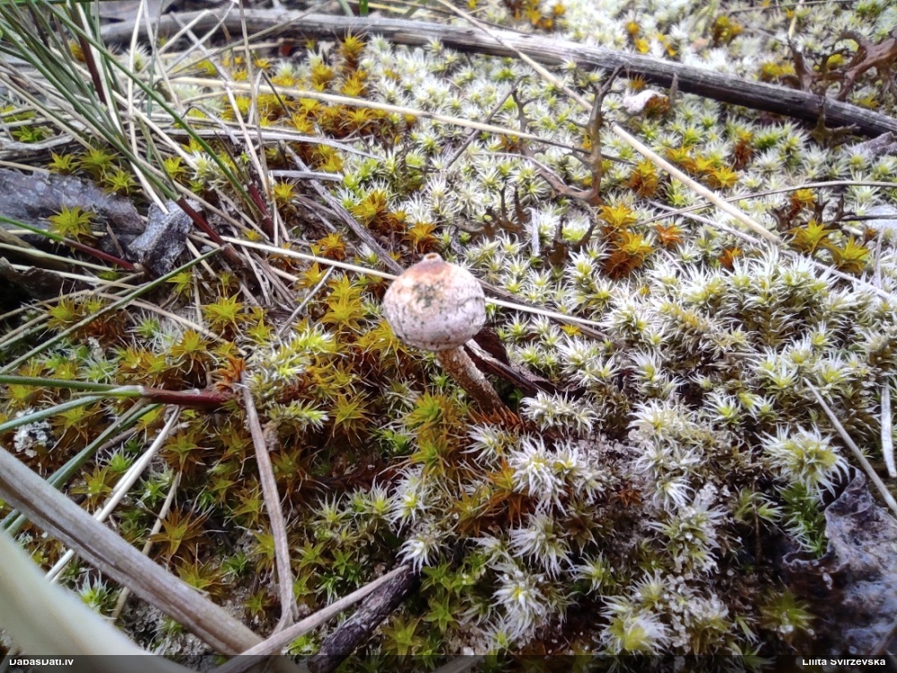 тулостома зимняя
