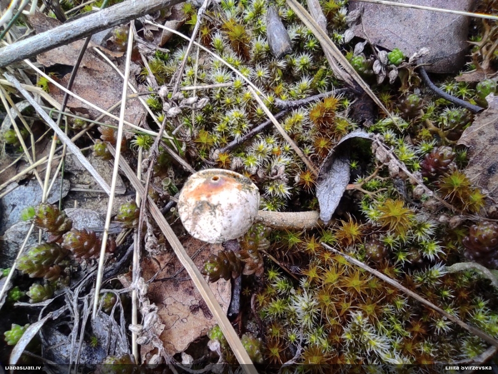 тулостома зимняя