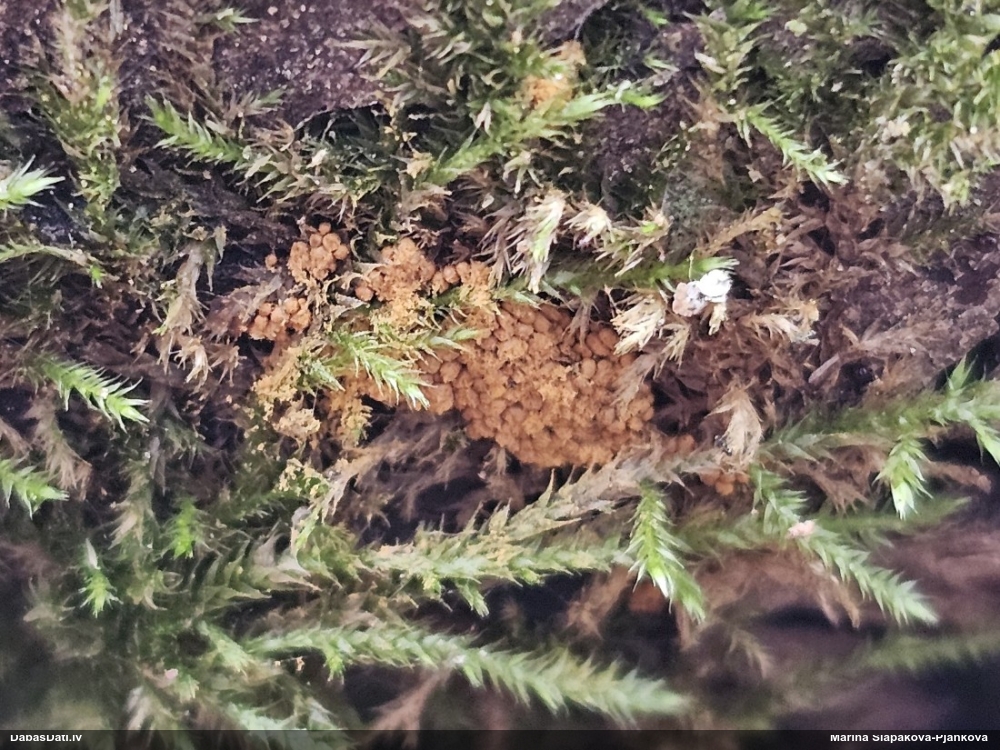 Trihija, hemitrihija (nenoteikta)