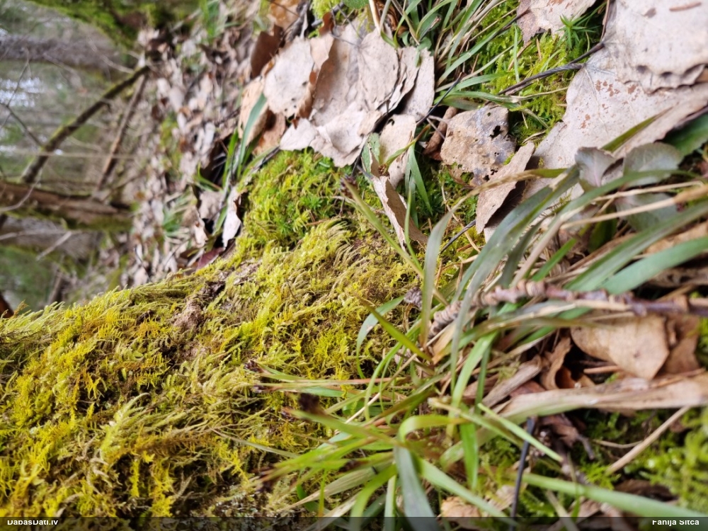 ожика волосистая