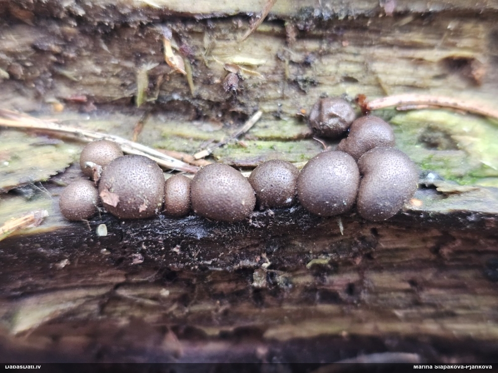 Koksnes vilkpienaine