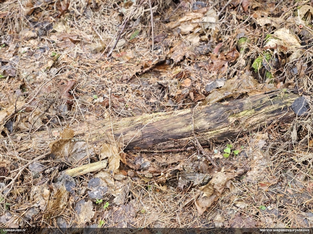 Trihija, hemitrihija (nenoteikta)