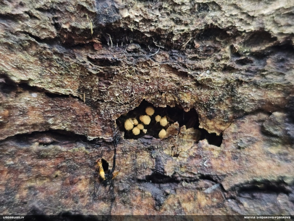 Trihija, hemitrihija (nenoteikta)