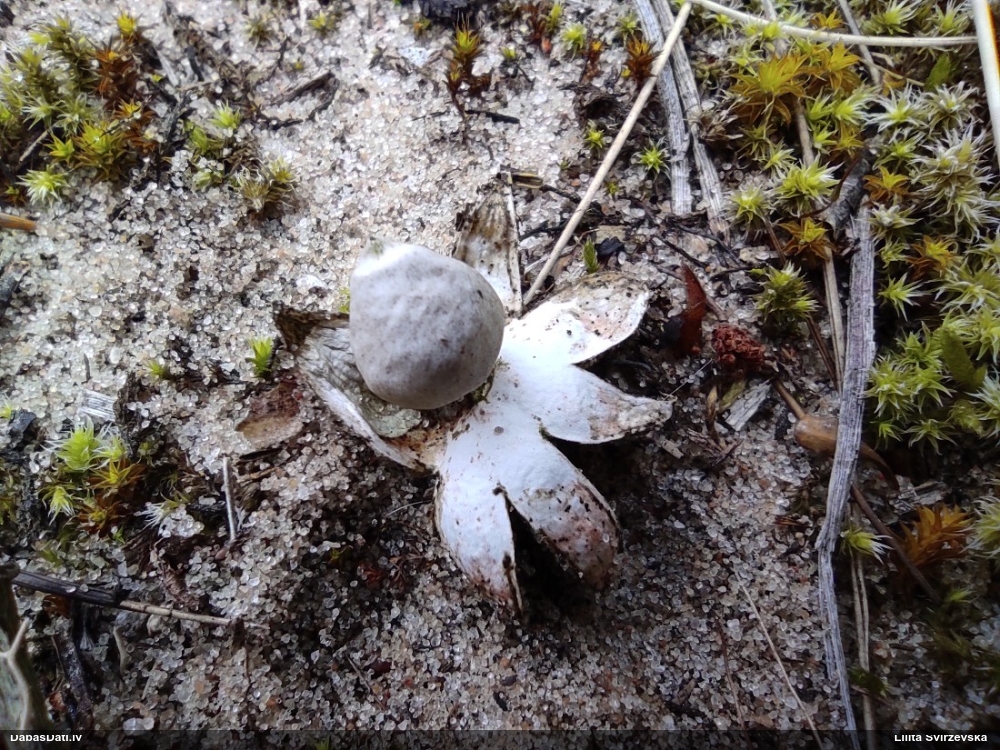 Zemeszvaigzne (nenoteikta)