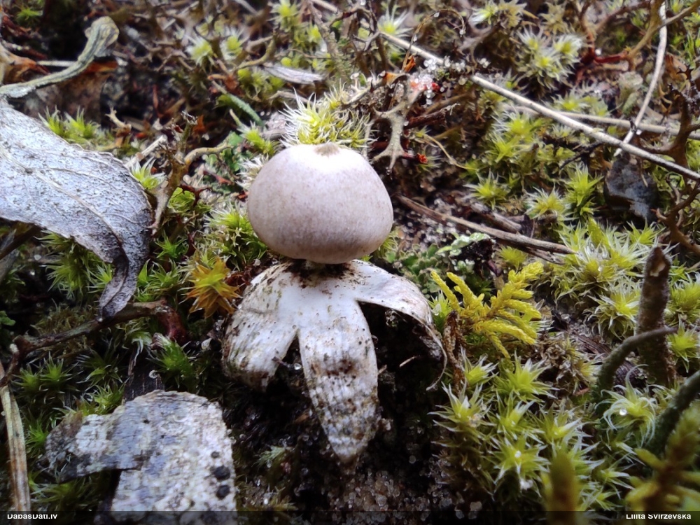 Zemeszvaigzne (nenoteikta)