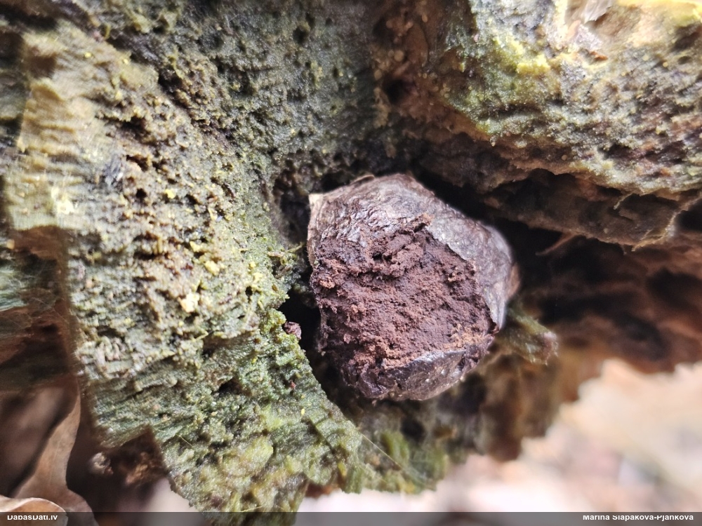 Gļotpūpēdis (nenoteikts)