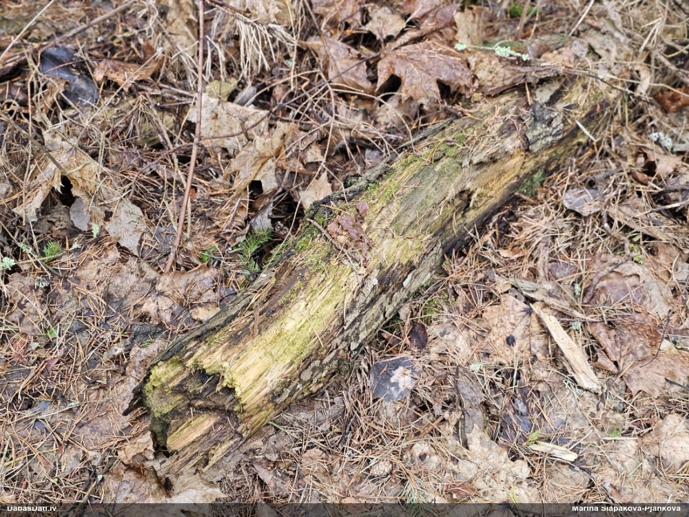 Gļotsēne (nenoteikta)