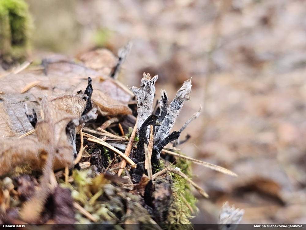 рожковидная ксилария