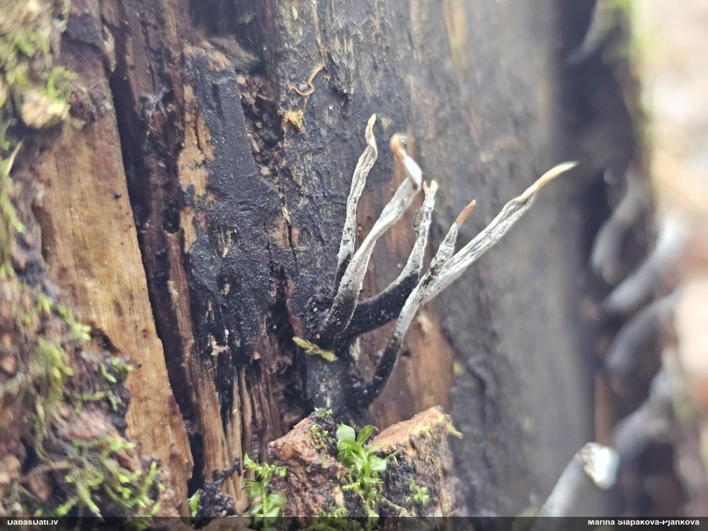 рожковидная ксилария