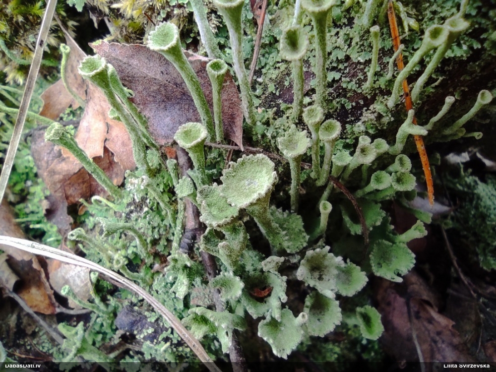 Kladonija (nenoteikta)