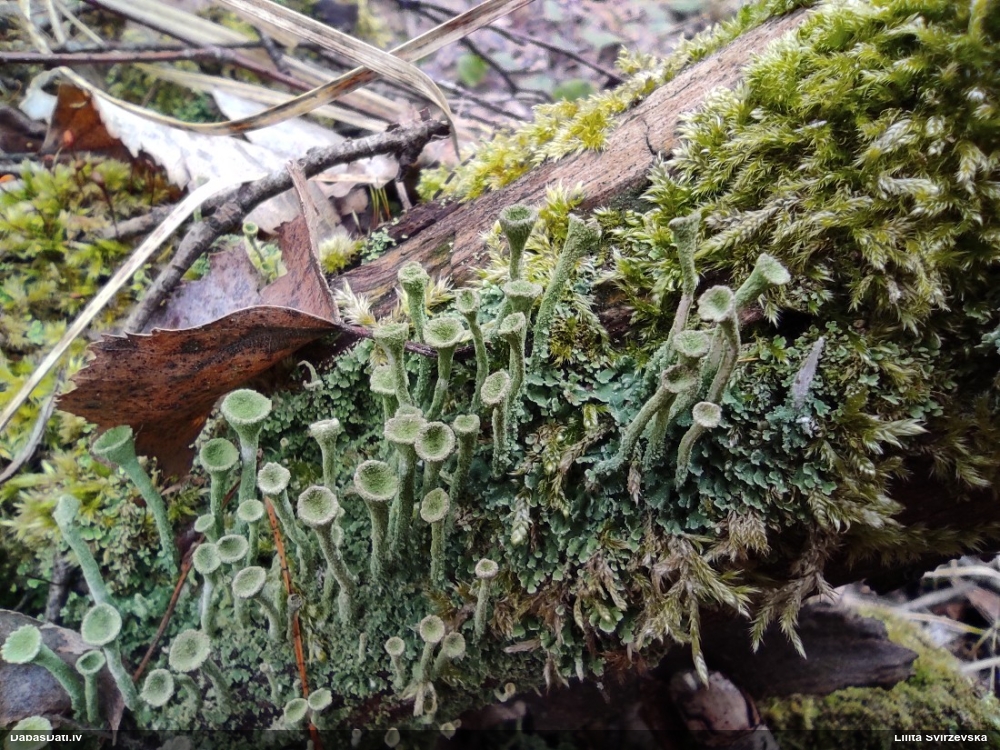 Kladonija (nenoteikta)