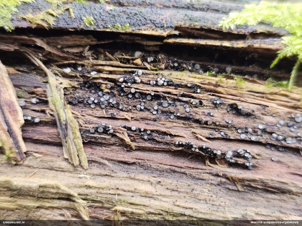 Molīzija (nenoteikta)