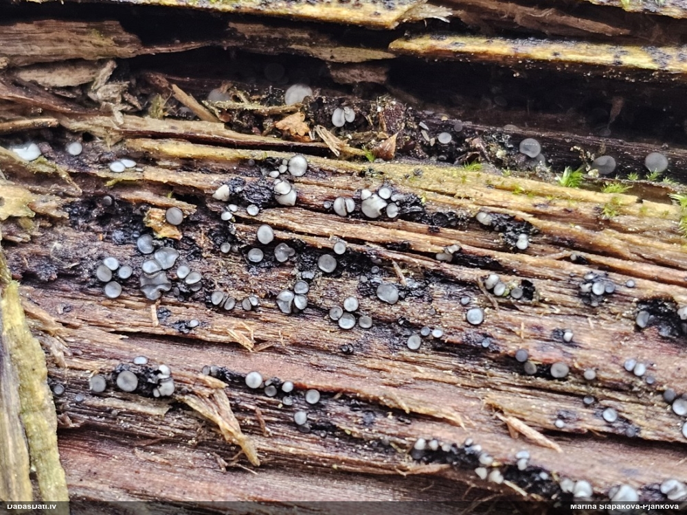 Molīzija (nenoteikta)