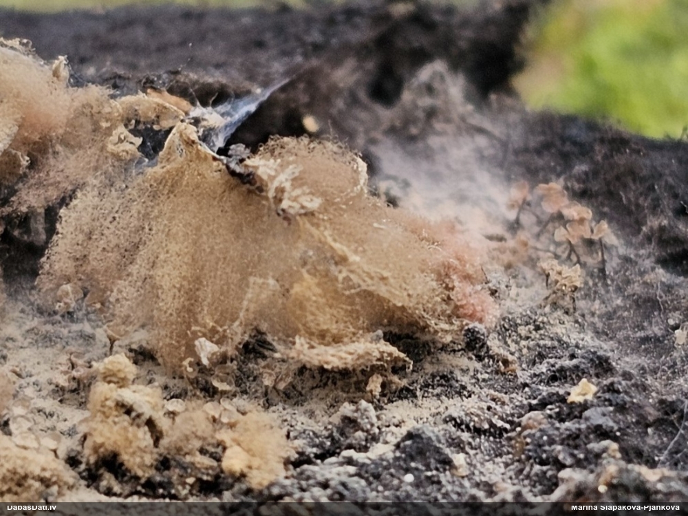 Arcīrija (nenoteikta)