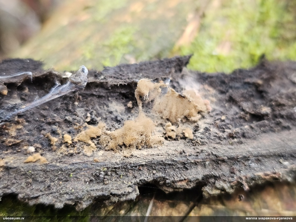 Arcīrija (nenoteikta)