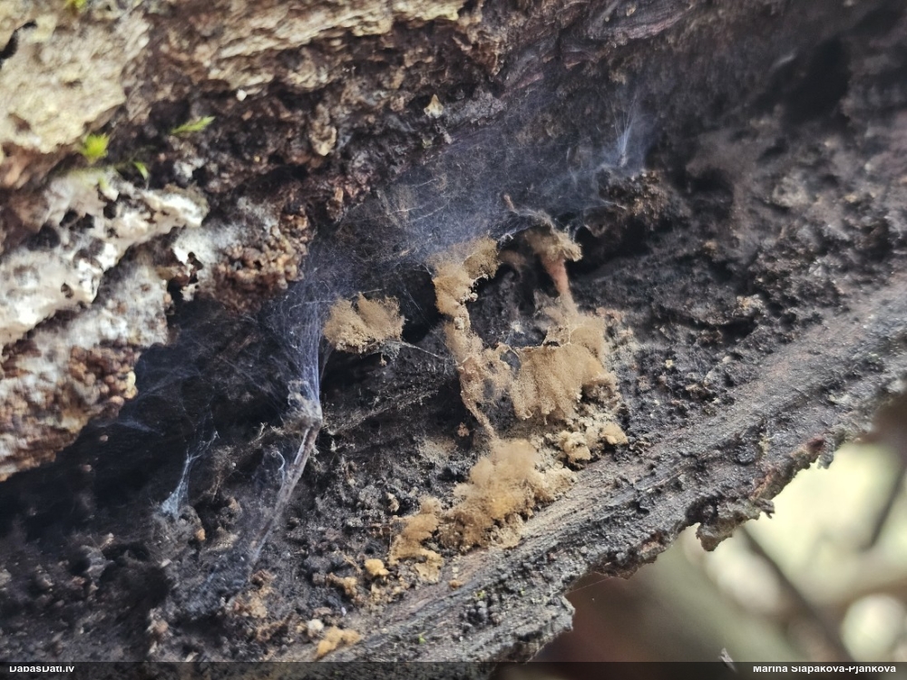 Arcīrija (nenoteikta)