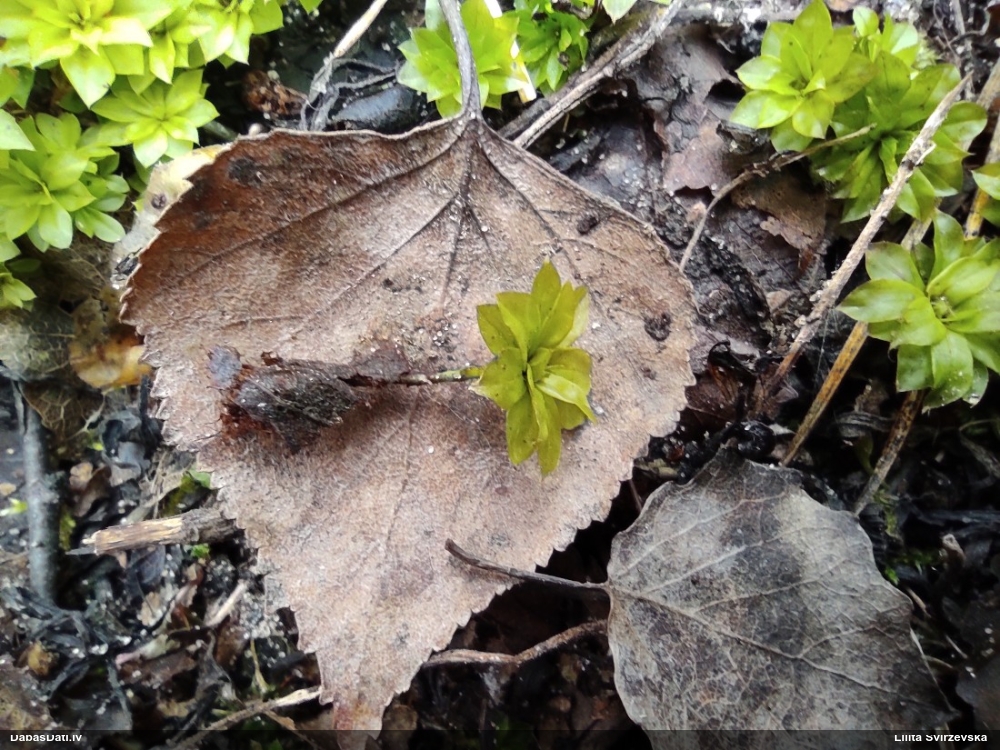 Parastā rožgalvīte