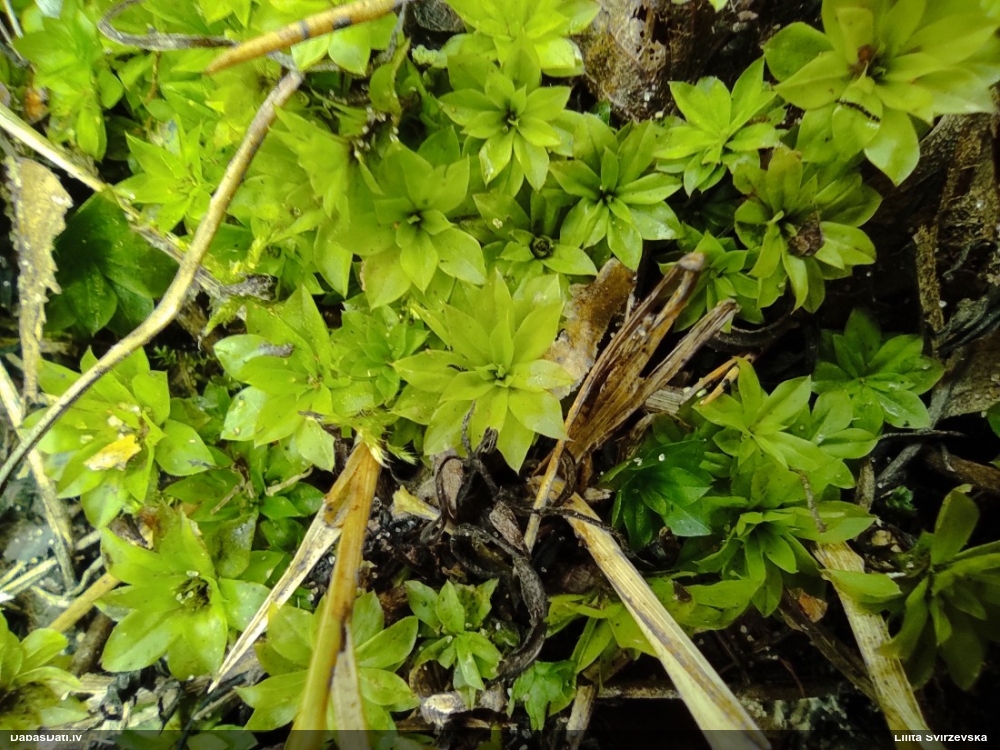 Parastā rožgalvīte