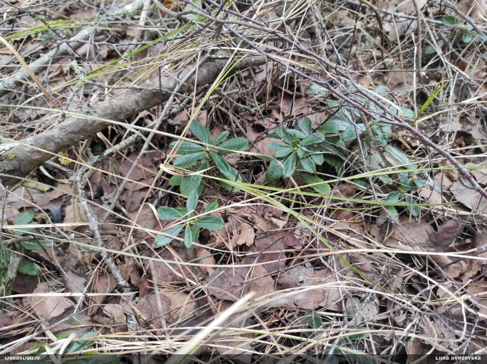 зимолюбка зонтичная