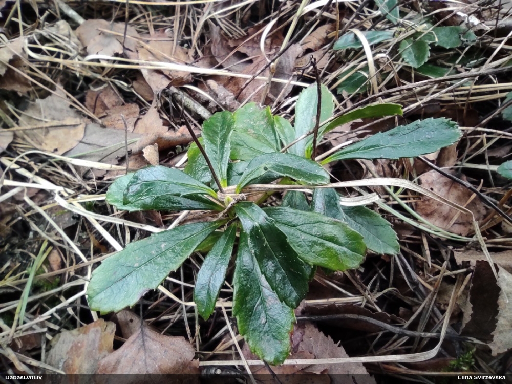 зимолюбка зонтичная