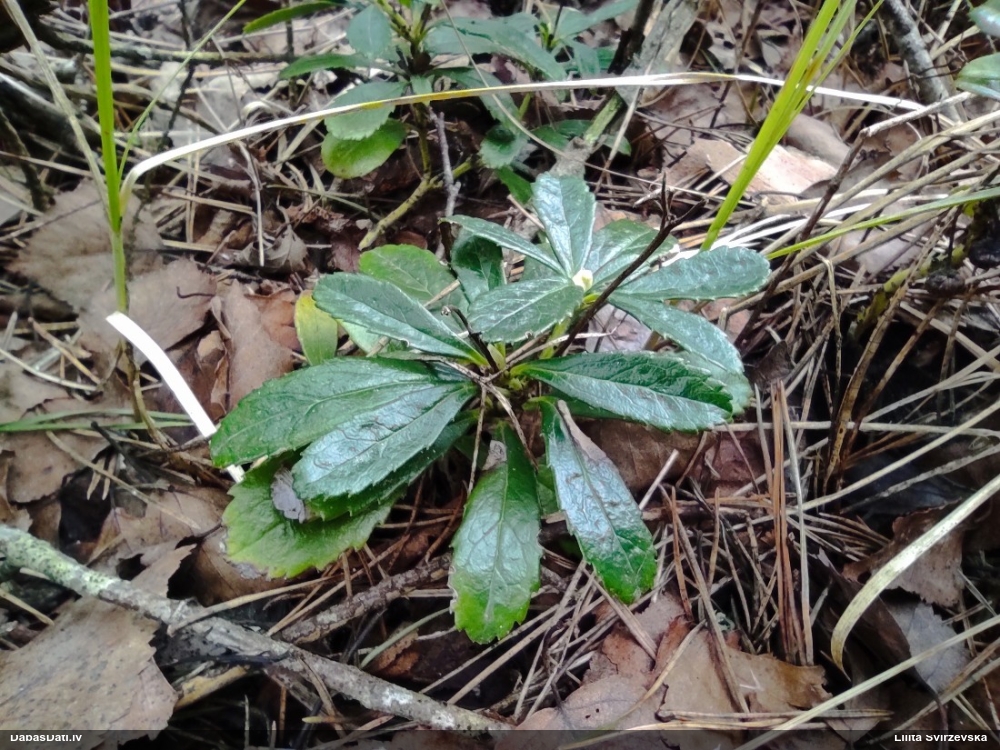 зимолюбка зонтичная