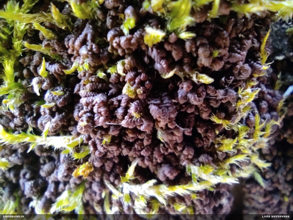 Izplestā frulānija