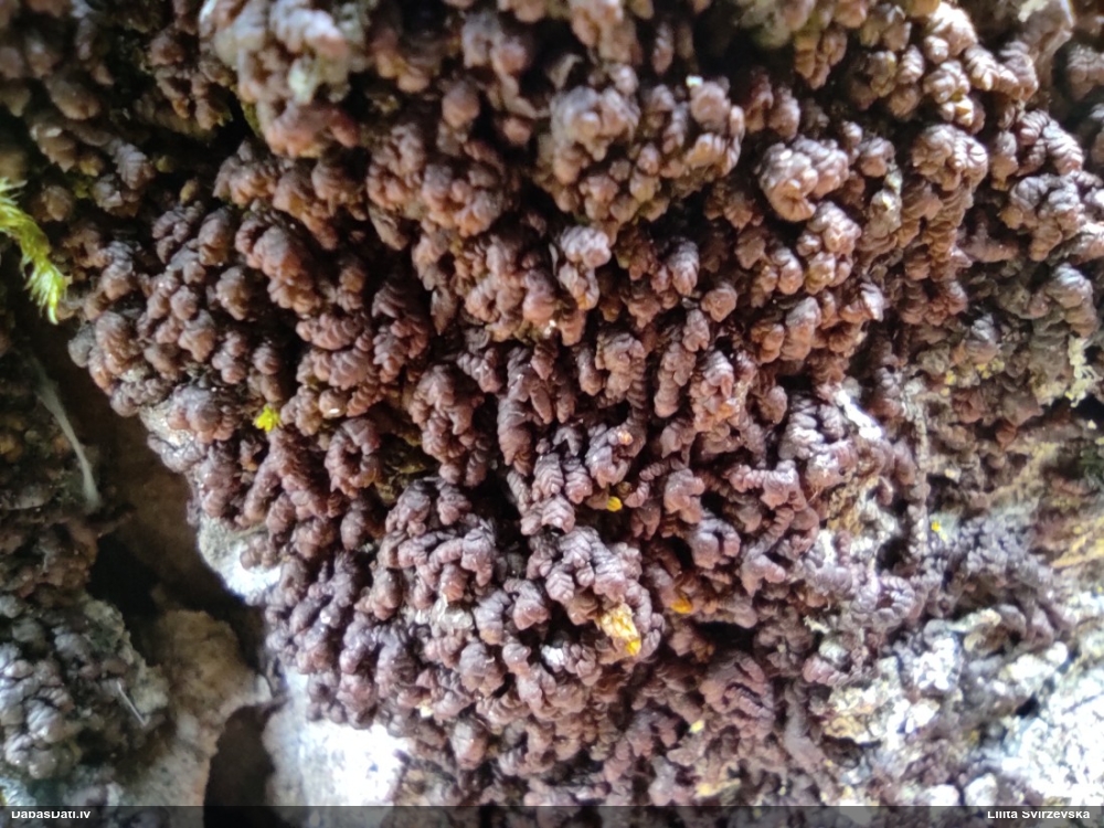 Izplestā frulānija