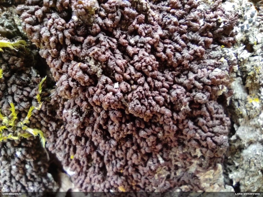 Izplestā frulānija