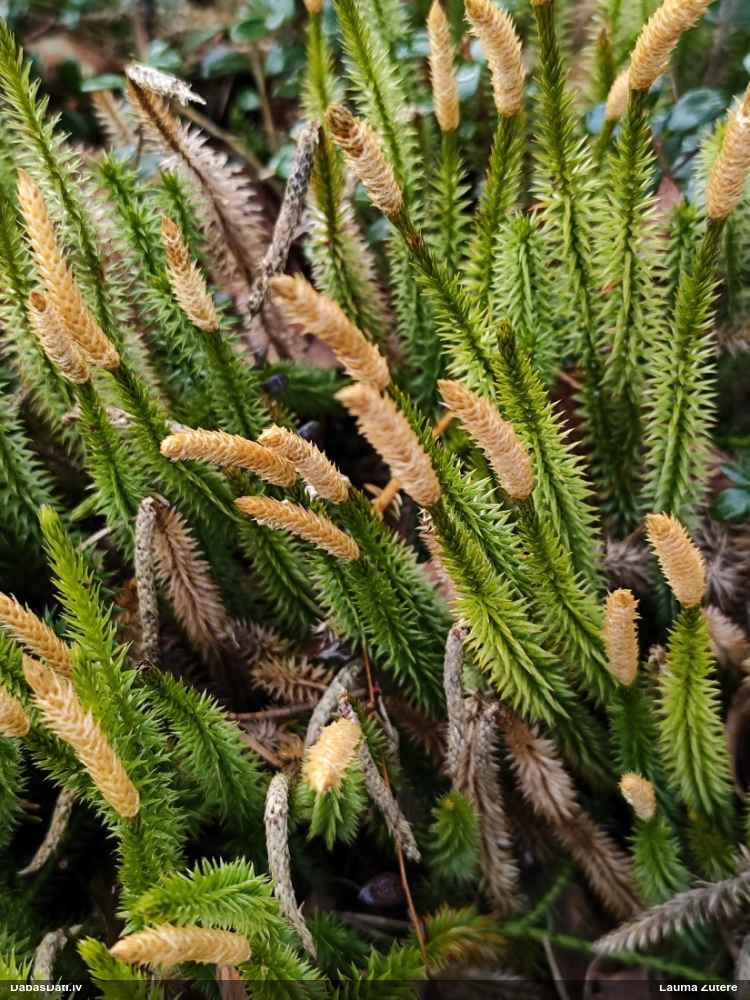 плаун годичный