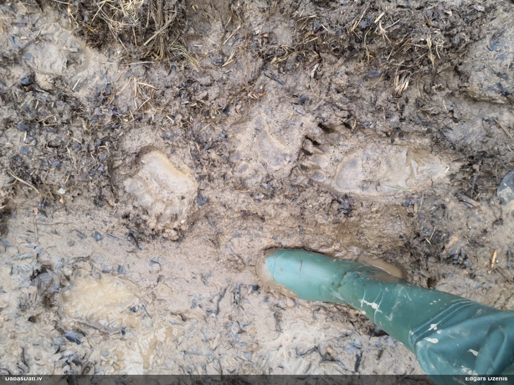 бурый медведь