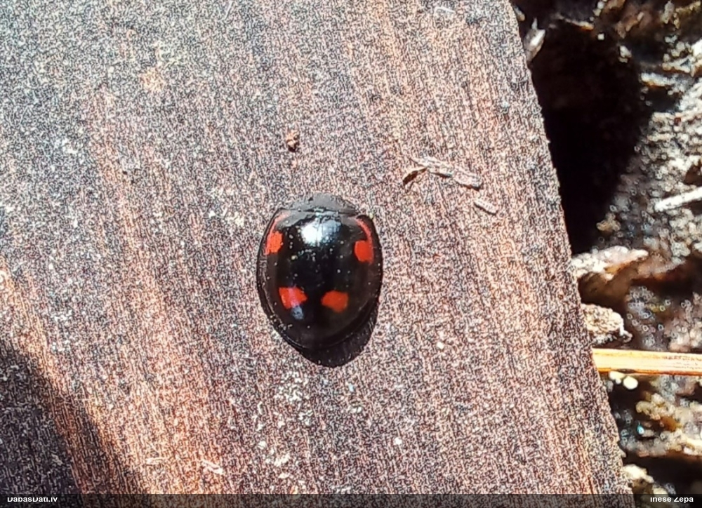 Četrplankumu melnmārīte