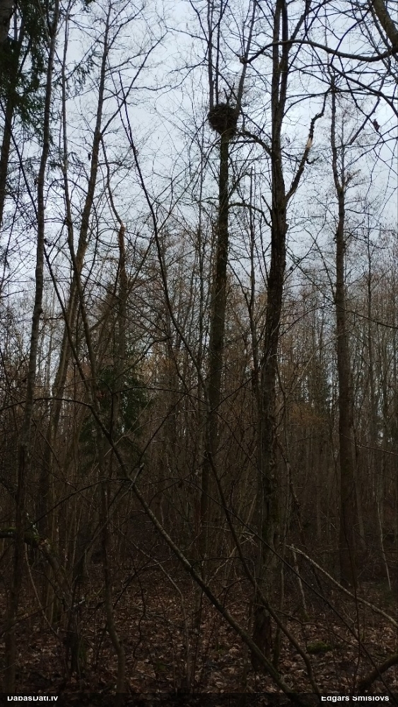 малый подорлик