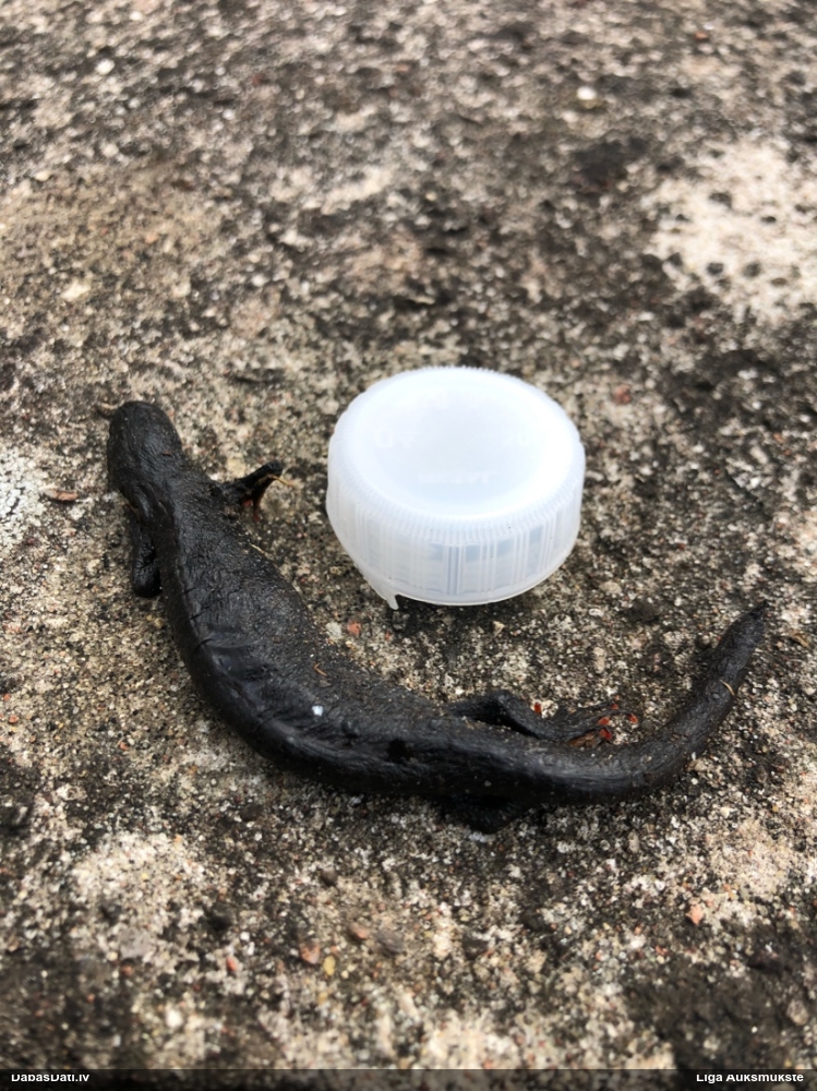 гребенчатый тритон