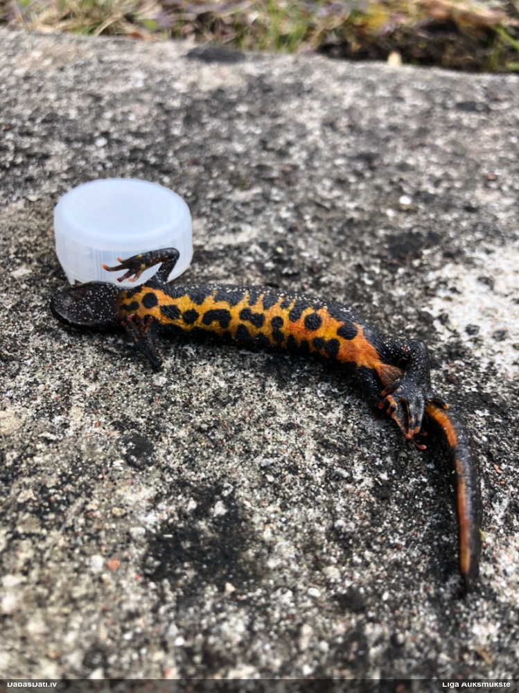 гребенчатый тритон