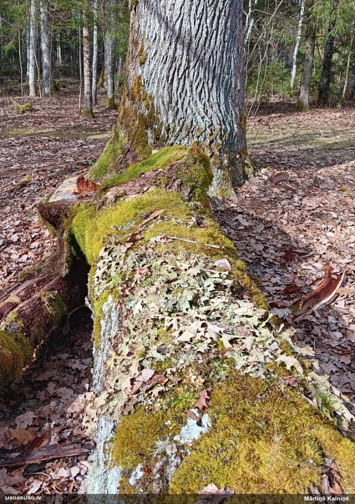 Parastais plaušķērpis