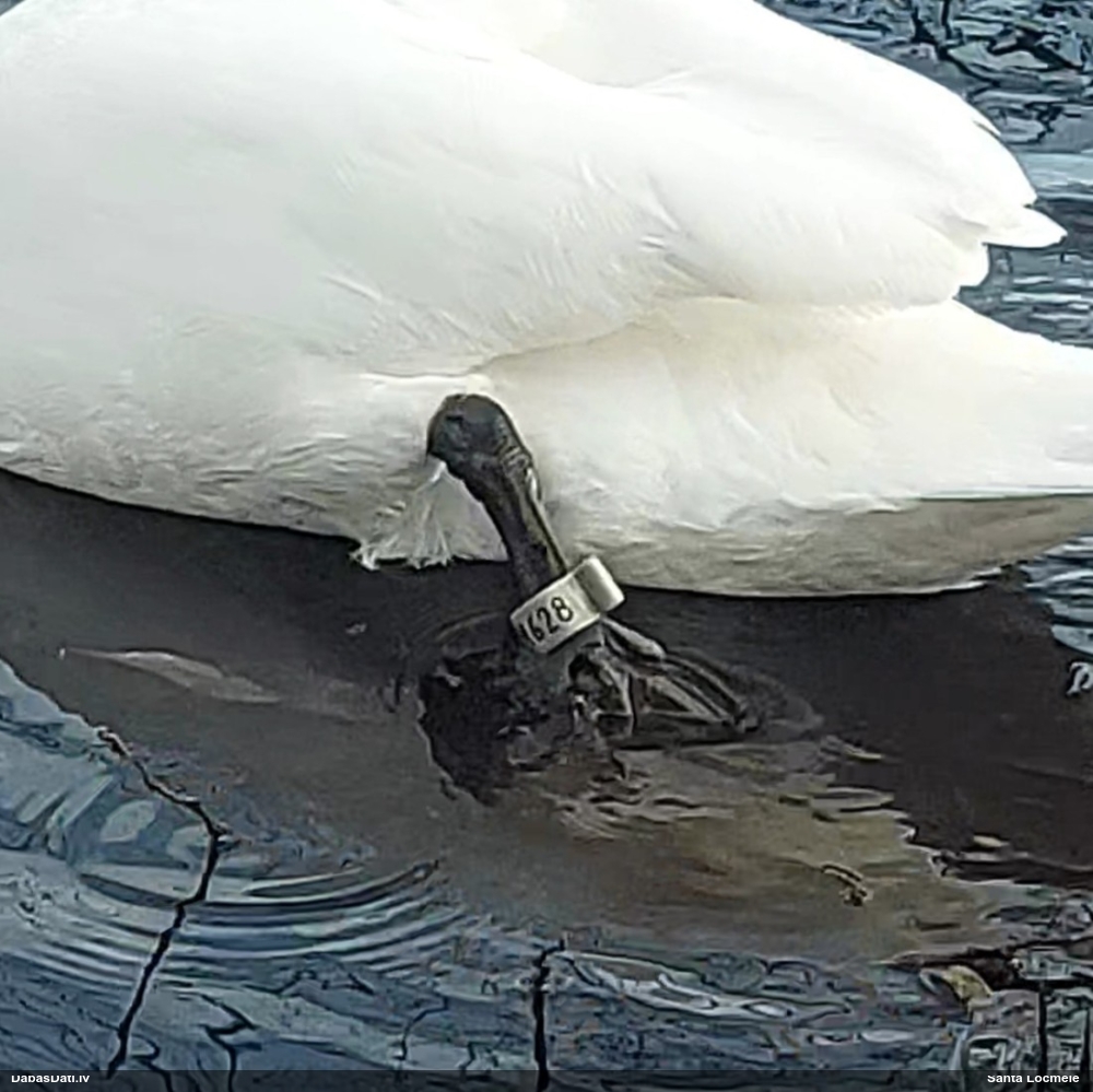 лебедь-шипун