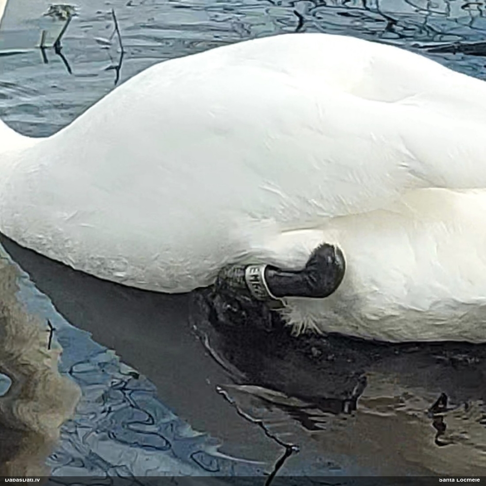 лебедь-шипун