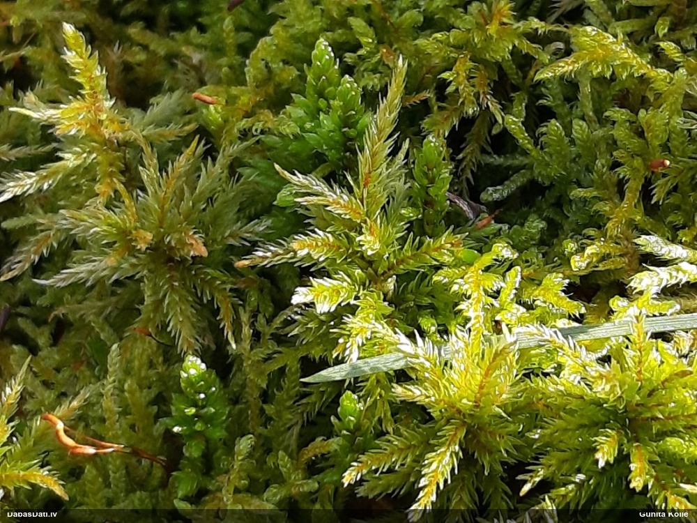 Parastā kociņsūna