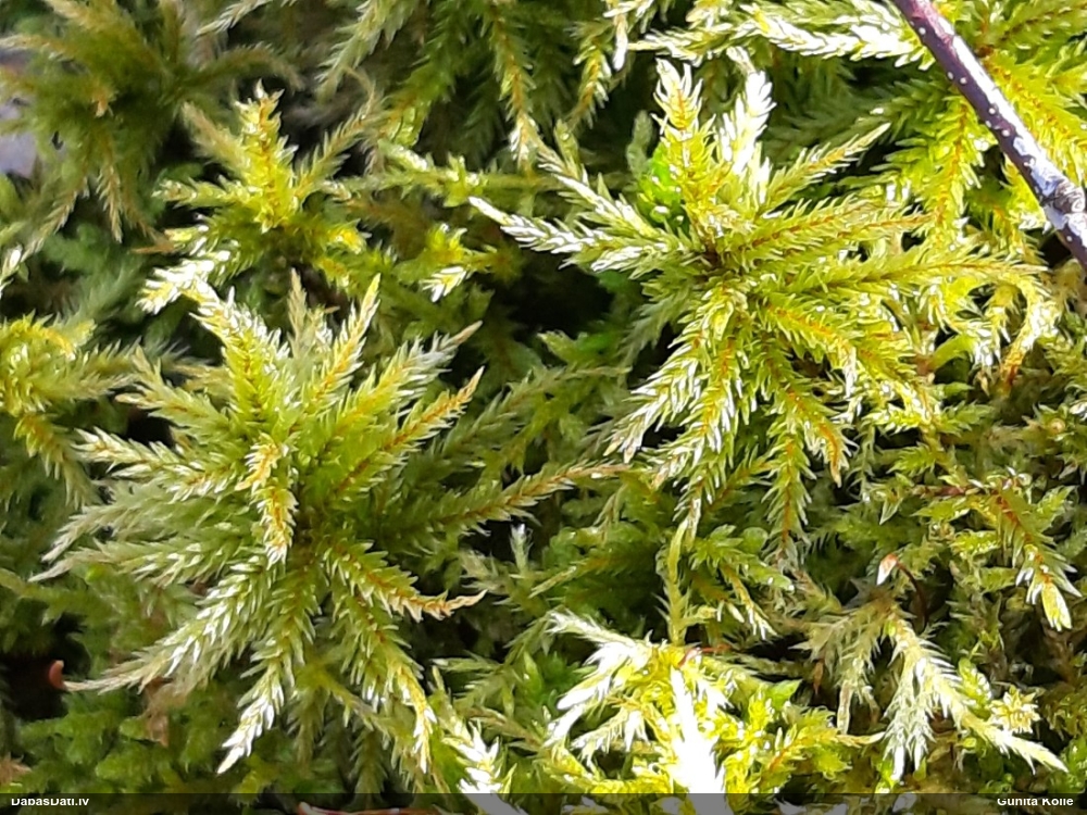 Parastā kociņsūna