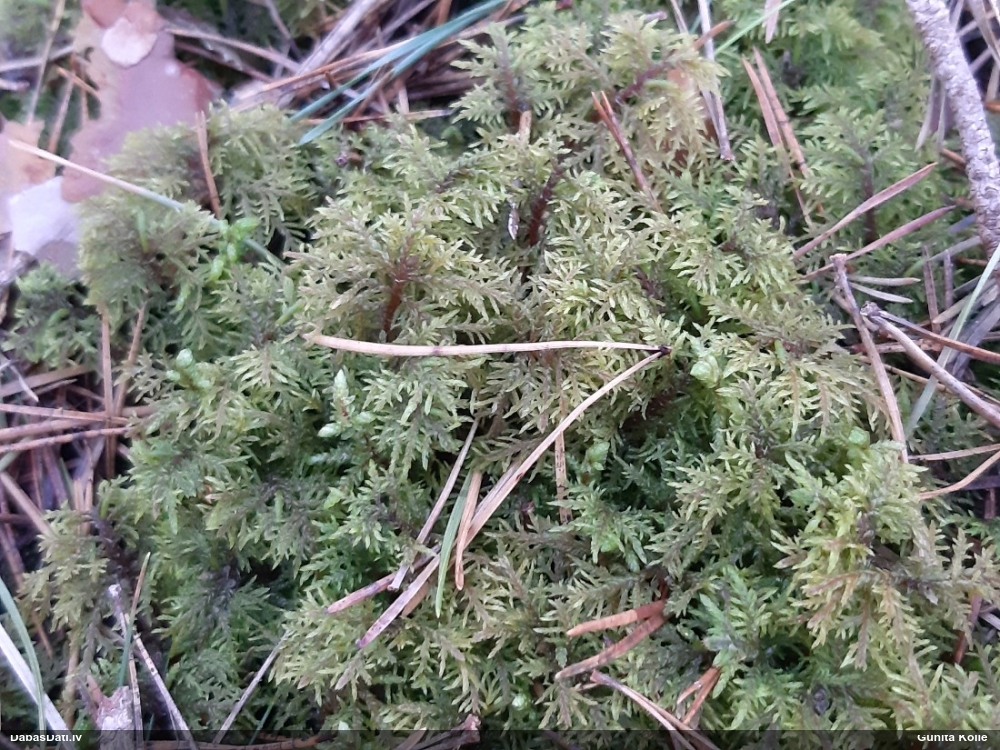 Spīdīgā stāvaine