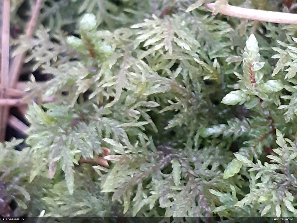 Spīdīgā stāvaine