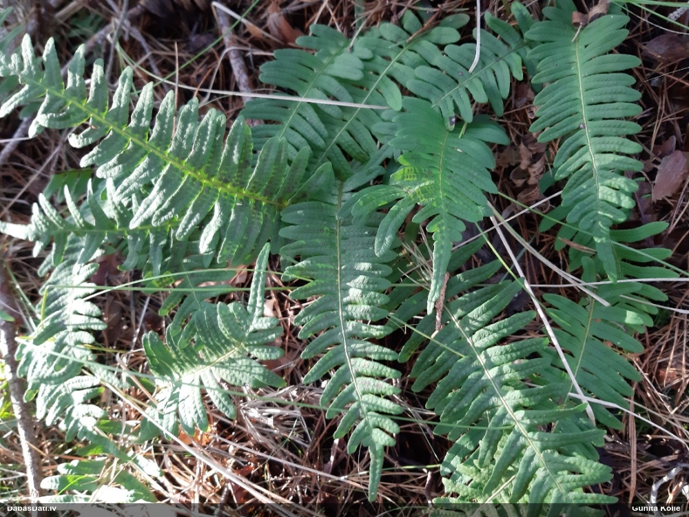 многоножка обыкновенная