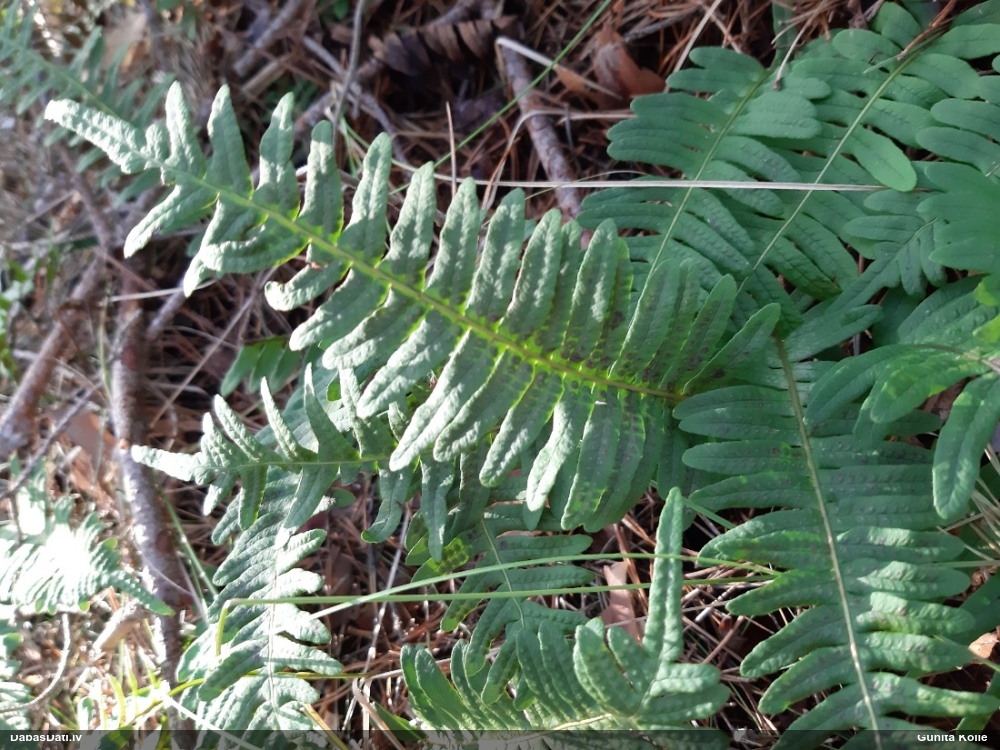 многоножка обыкновенная