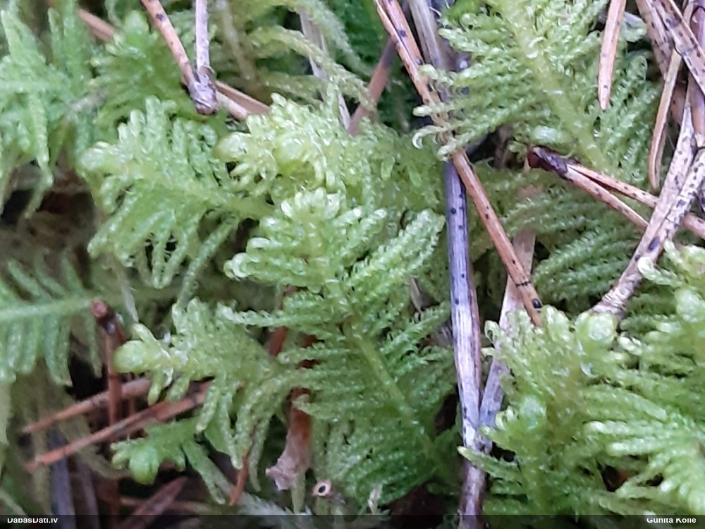 Parastā straussūna